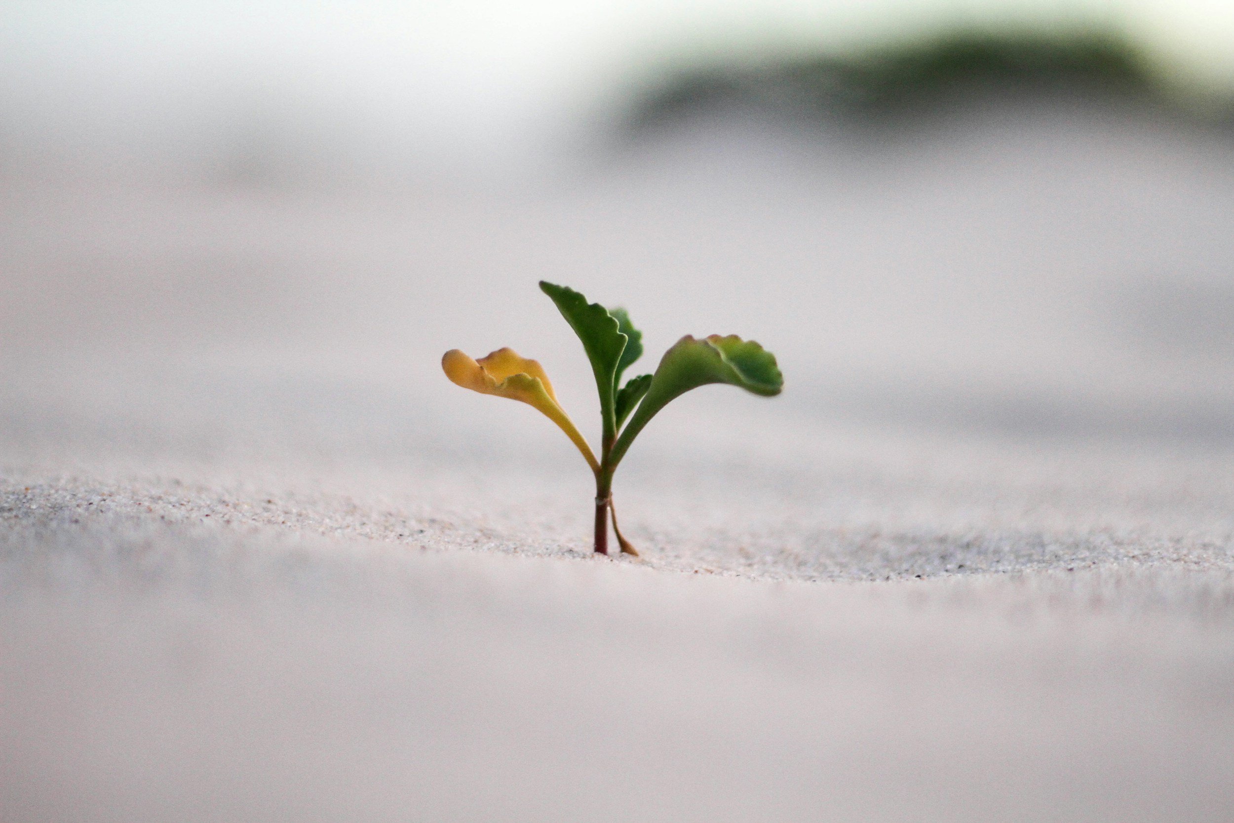 A small green plant sprouting from the sand with a single leaf and tiny stem.