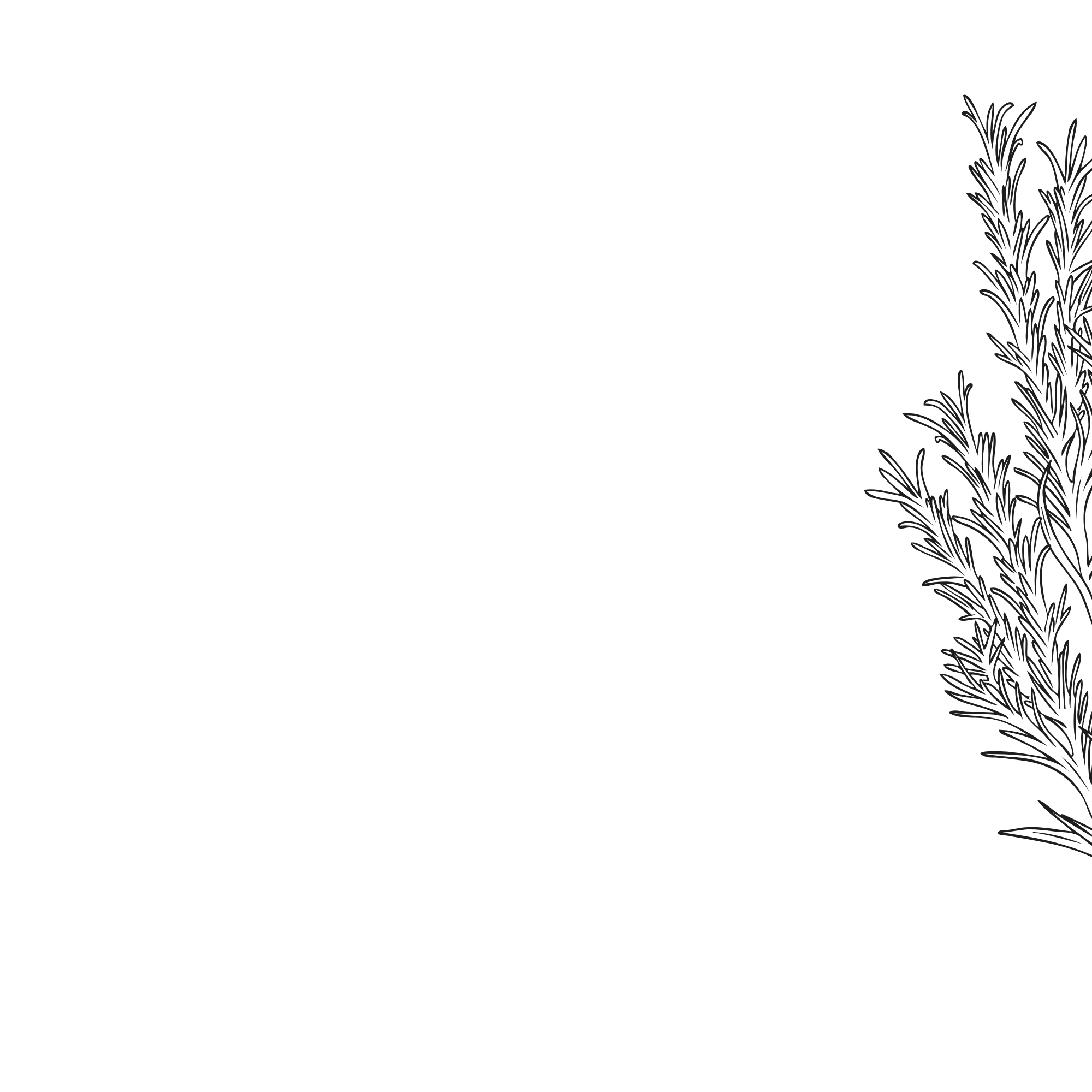 Black silhouette of a pine tree with layered branches on a black background.