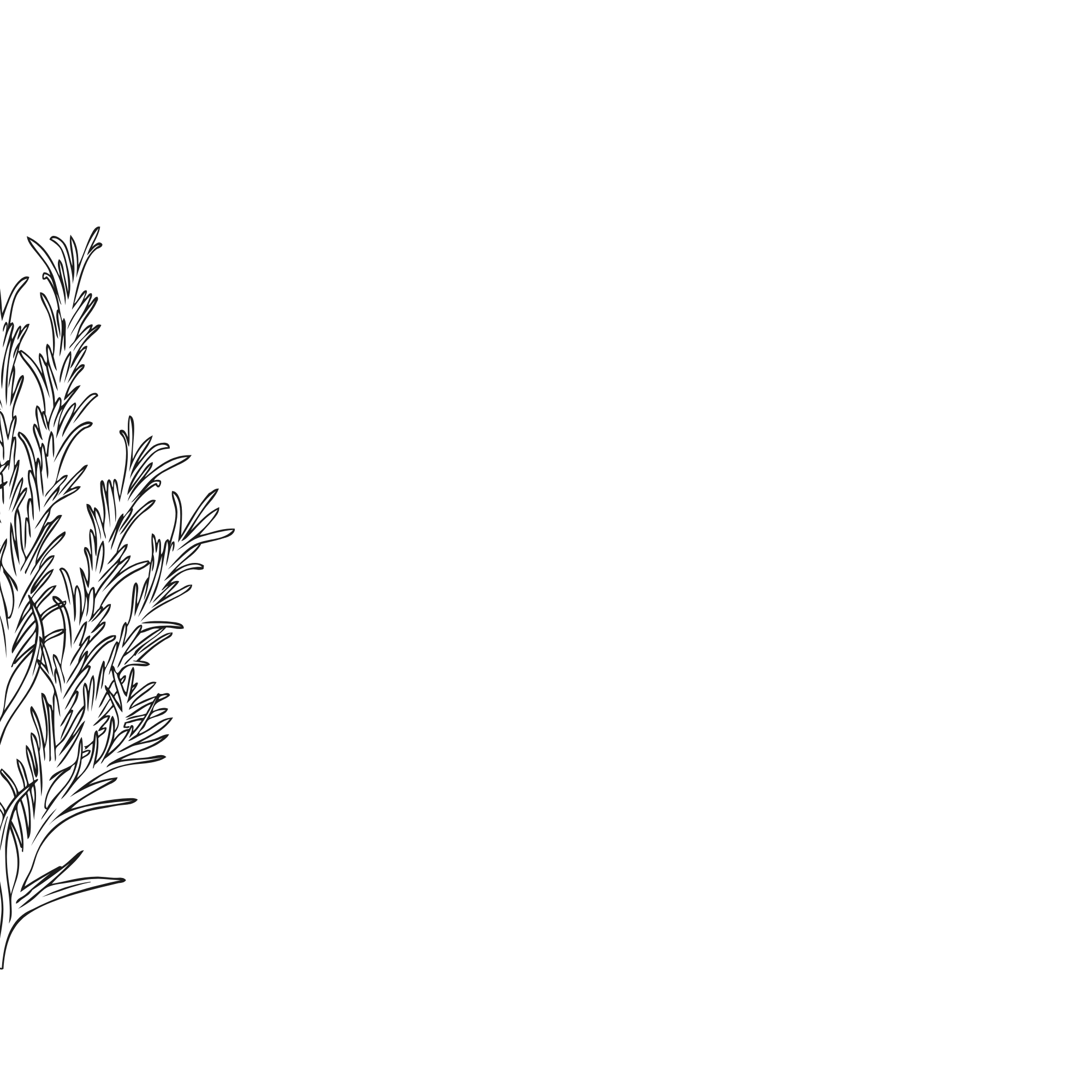 Black background with grayscale illustrations of plant branches in the bottom left corner.