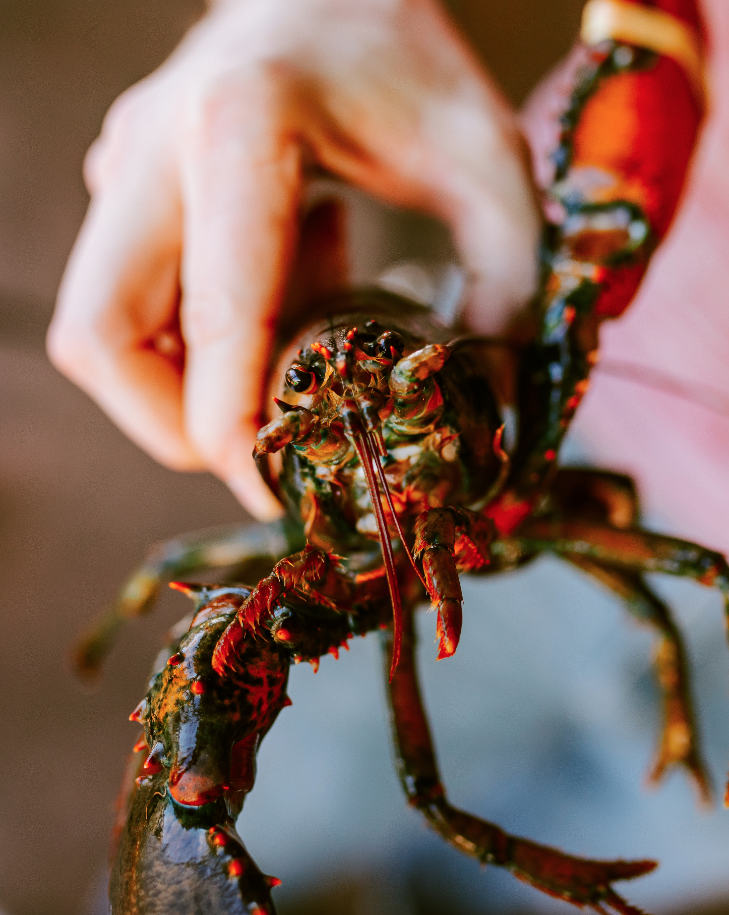 Close-up of a person holding a lobster with a pink arm sleeve visible in the background.