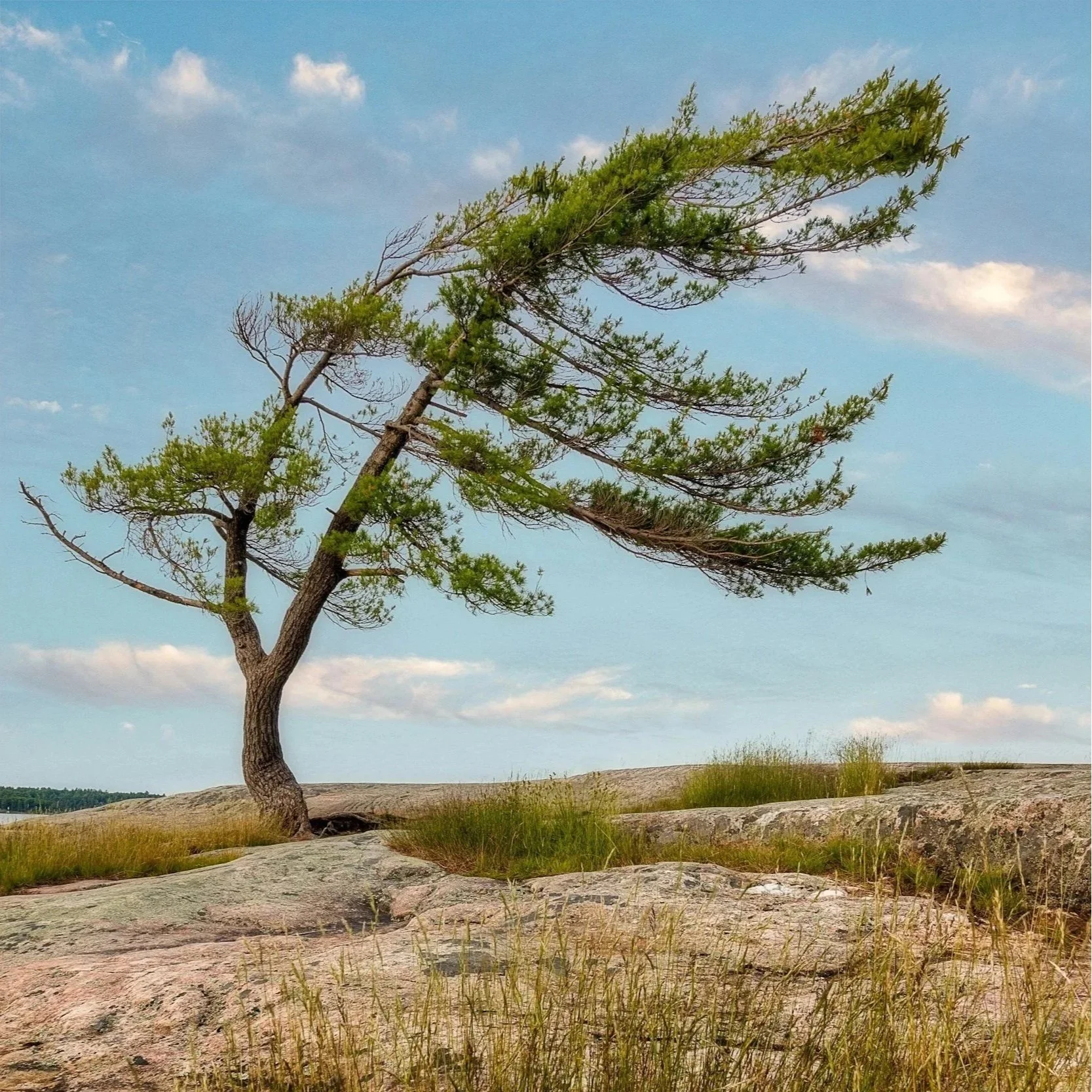 A solitary, leaning pine tree on a rocky landscape with sparse grass, under a blue sky with scattered clouds.