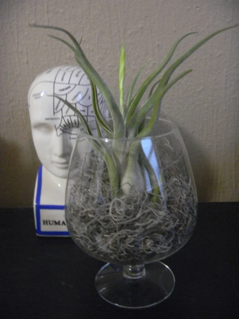 An air plant in a glass bowl with visible roots, placed on a black surface, with a diagram of a human head on a box behind it.