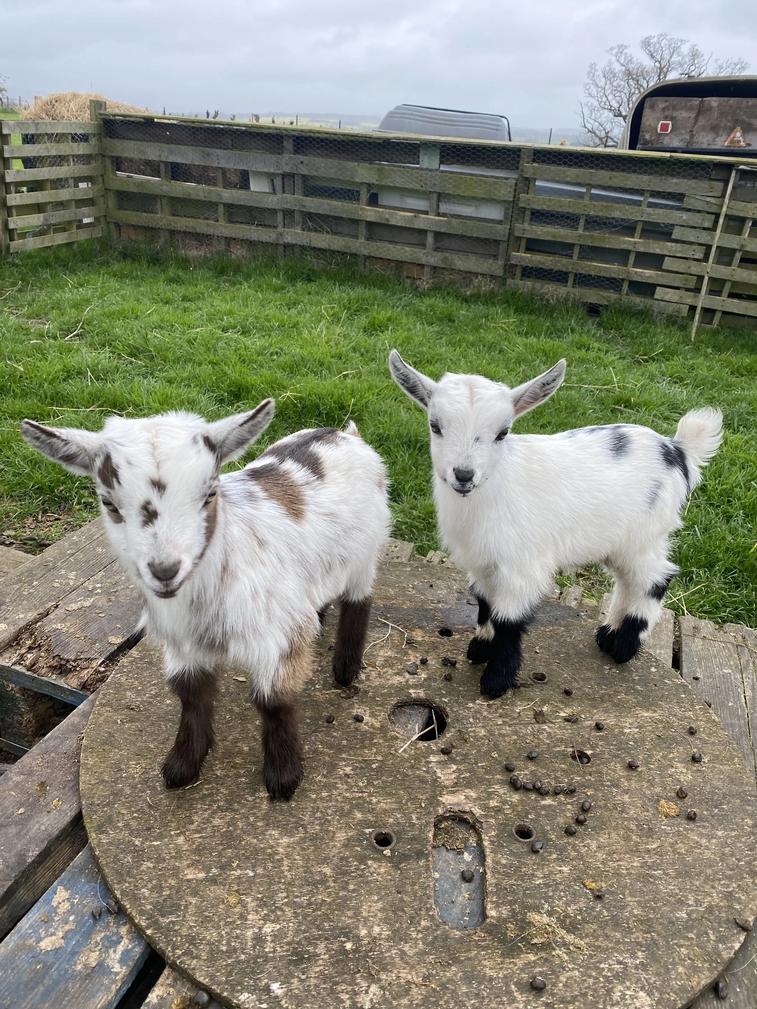 Spotty babies.jpeg