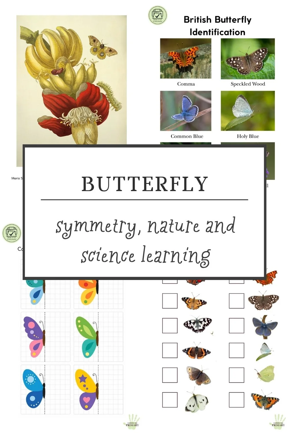 Hands-on butterfly activities for children exploring symmetry with mirrors, butterfly identification and observational drawing.