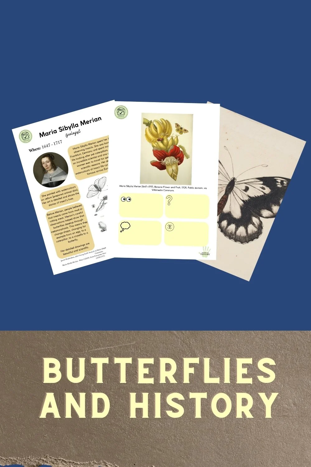 Butterfly history learning resources featuring Maria Sibylla Merian, her botanical butterfly illustrations and a historical butterfly drawing.