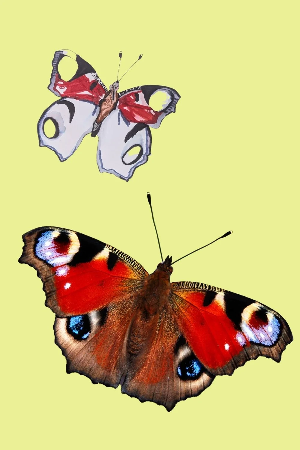 A half complete drawing of a peacock butterfly above a photograph of a peacock butterfly.