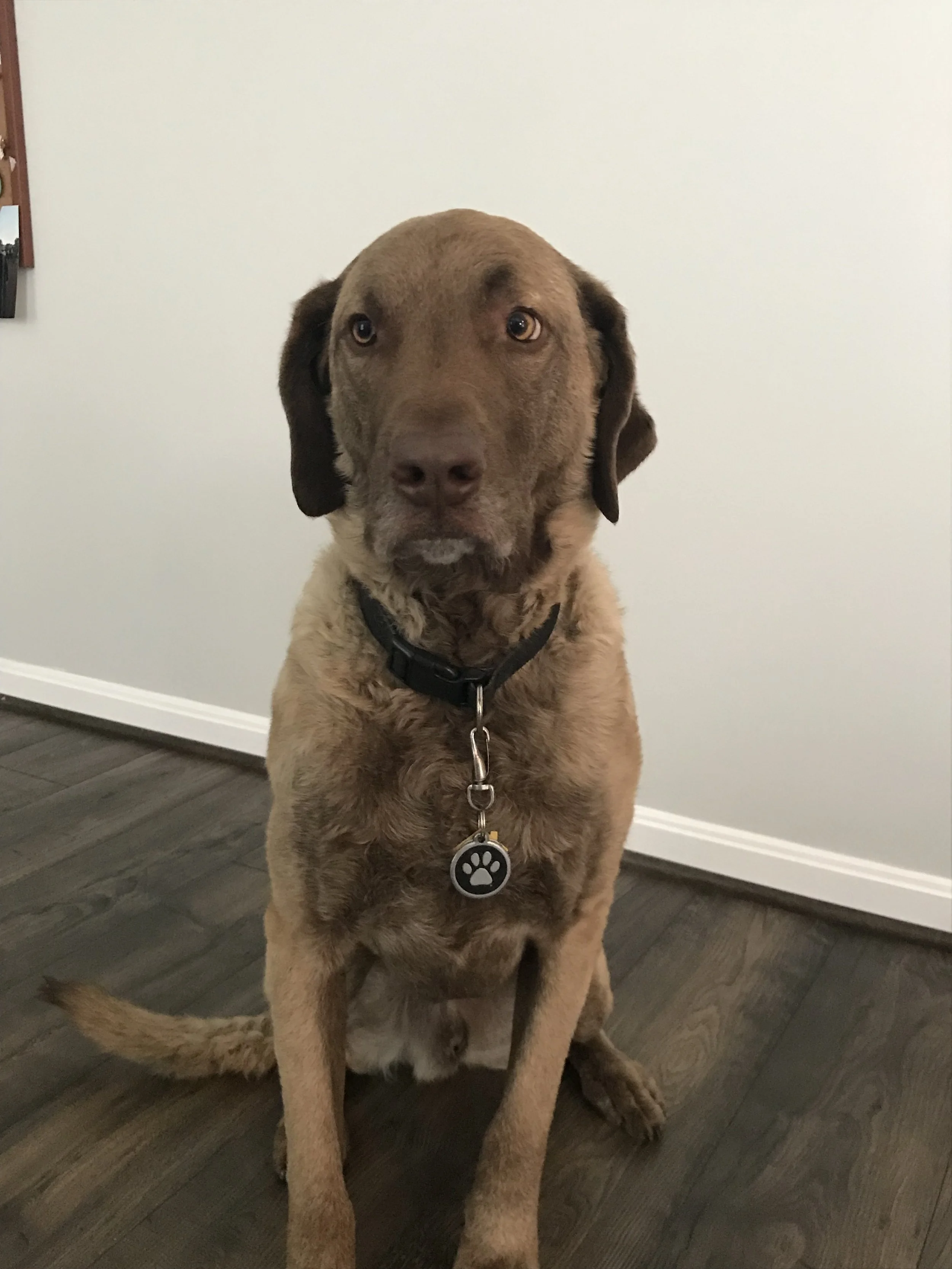 AKC TRAINING AND CERTIFICATIONS