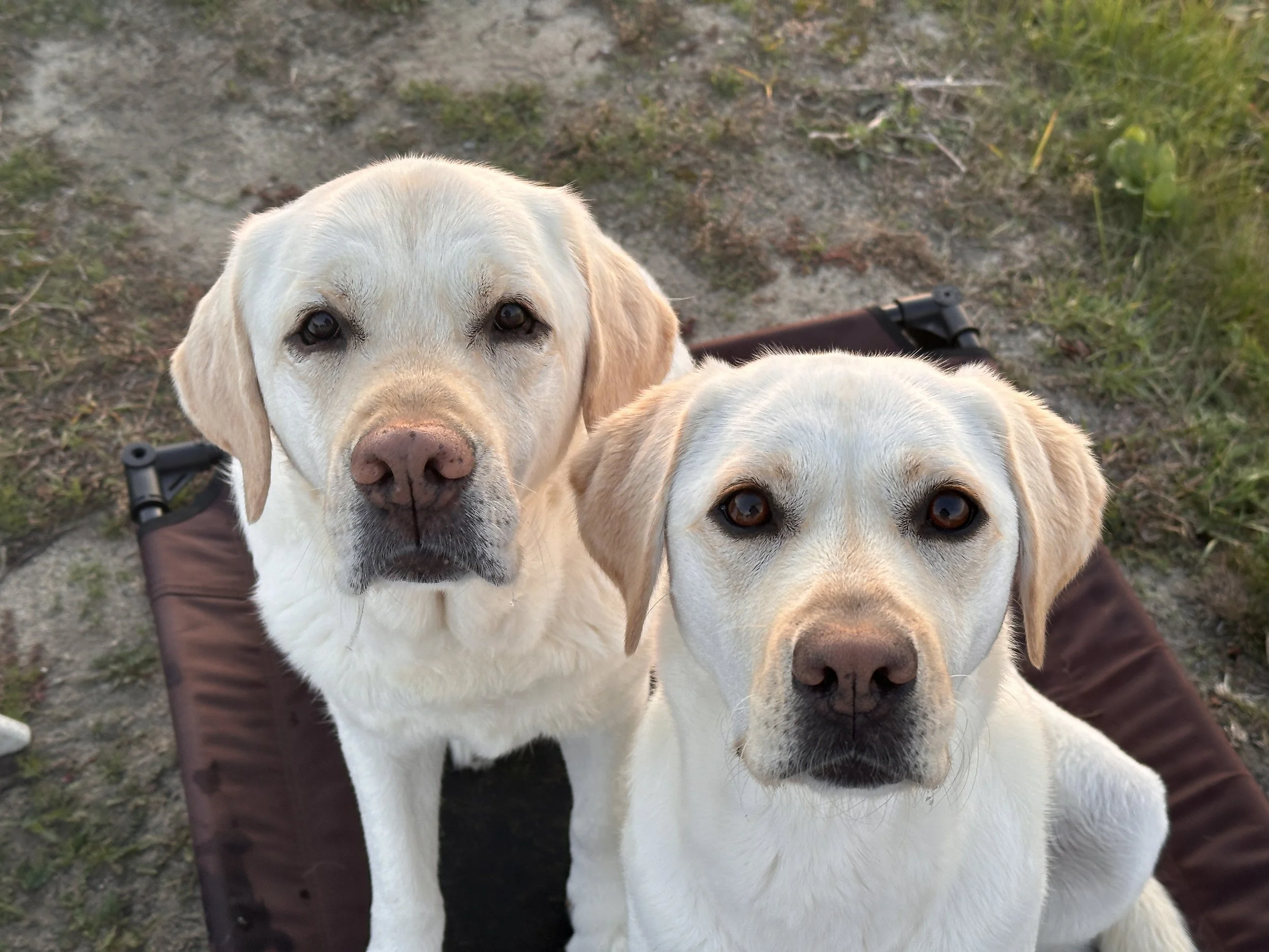 labs on vacation, labrador retriever, service dog, therapy dog, facility dog