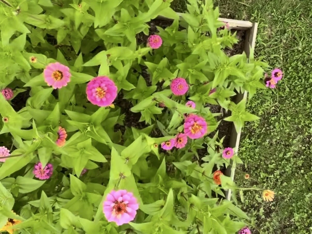 Simple Inexpensive Raised Garden Beds