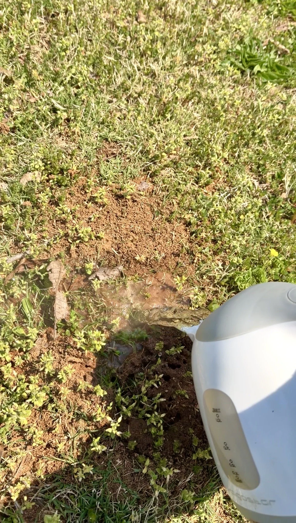 How to Kill an Ant Pile for FREE