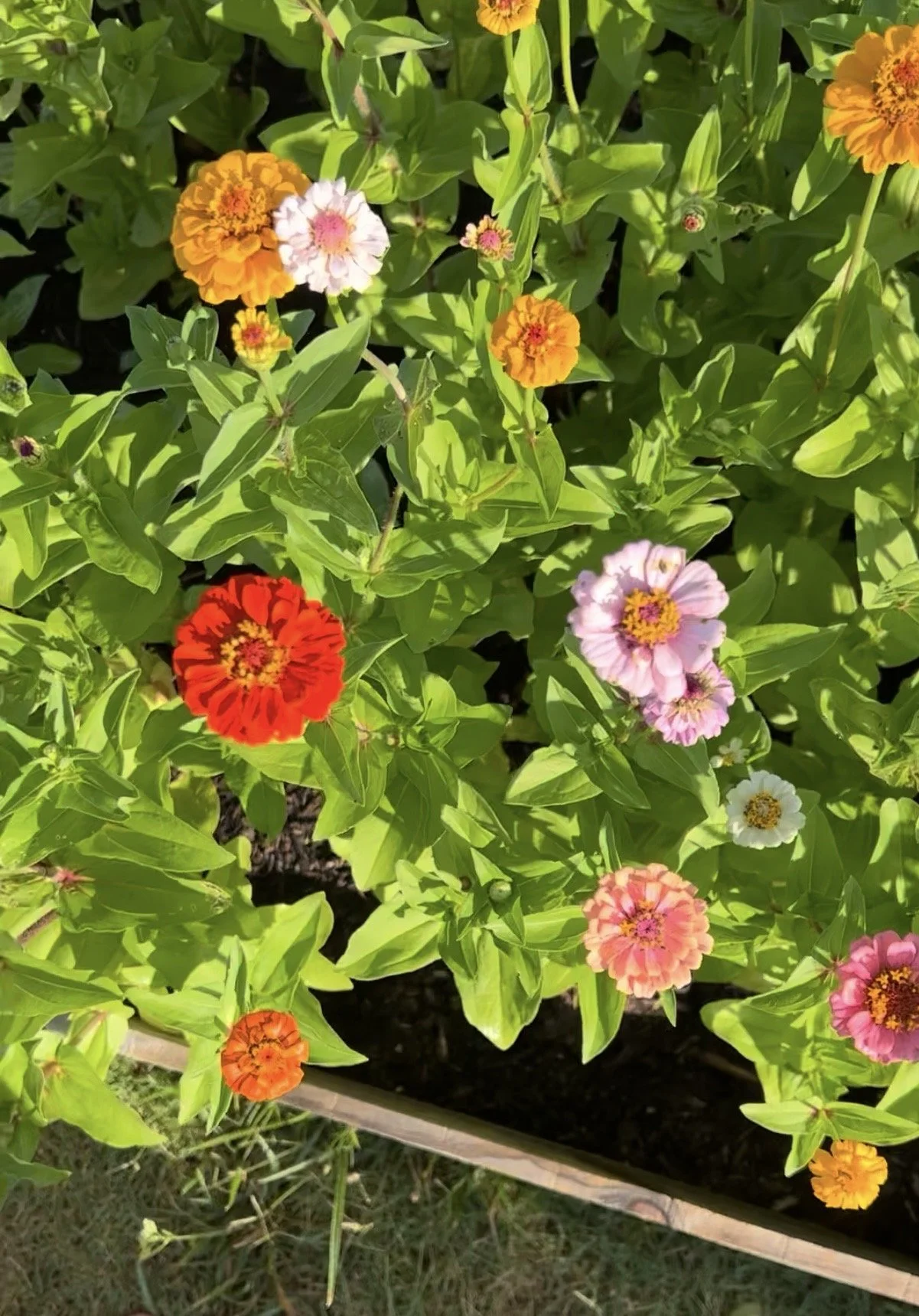 garden box w flowers.jpg