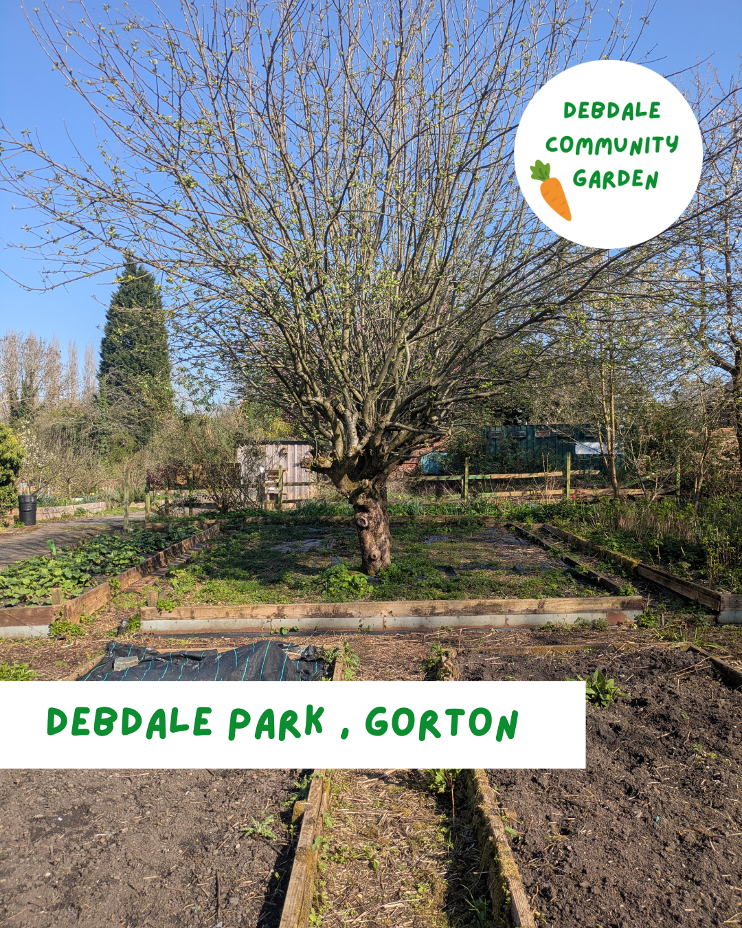 A garden with a large tree in the center, surrounded by garden beds and early spring growth. A white circular area at the top right has green text that says "Debdale Community Garden" with a carrot icon. The bottom white strip has green text that reads "Debdale Park, Gorton."