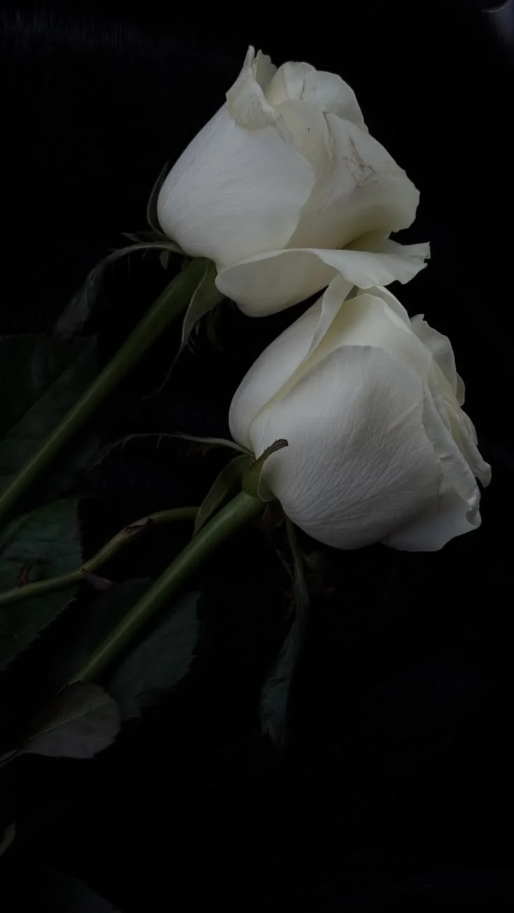 Two white roses with green stems and leaves against a black background.
