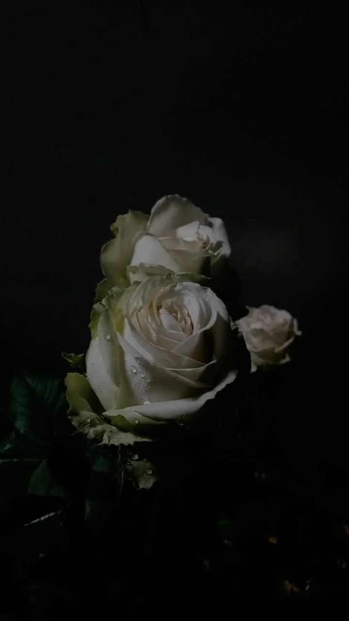 White roses with water droplets on dark background