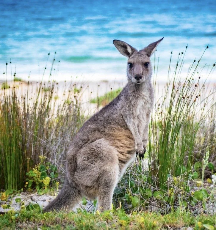 Cairns 2027