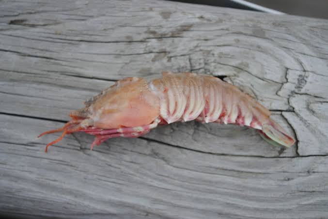 Brown Rock Shrimp: The Little Shrimp With a Big Lobster Taste