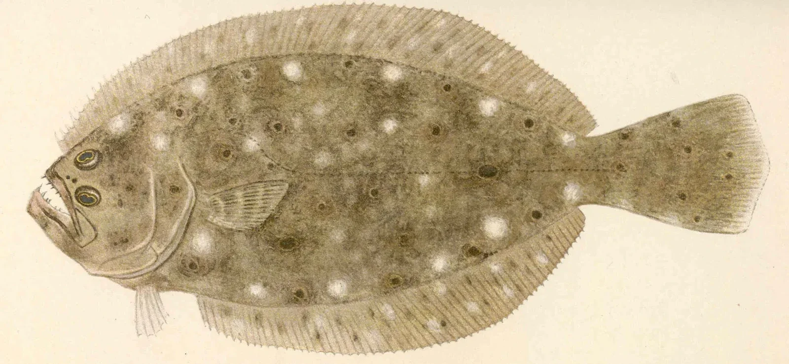 Fluke Carpaccio