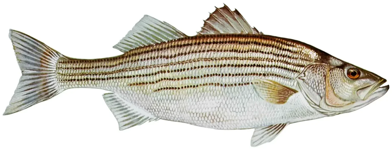 Simple Oven-Roasted Rockfish with Classic Lemon Gremolata