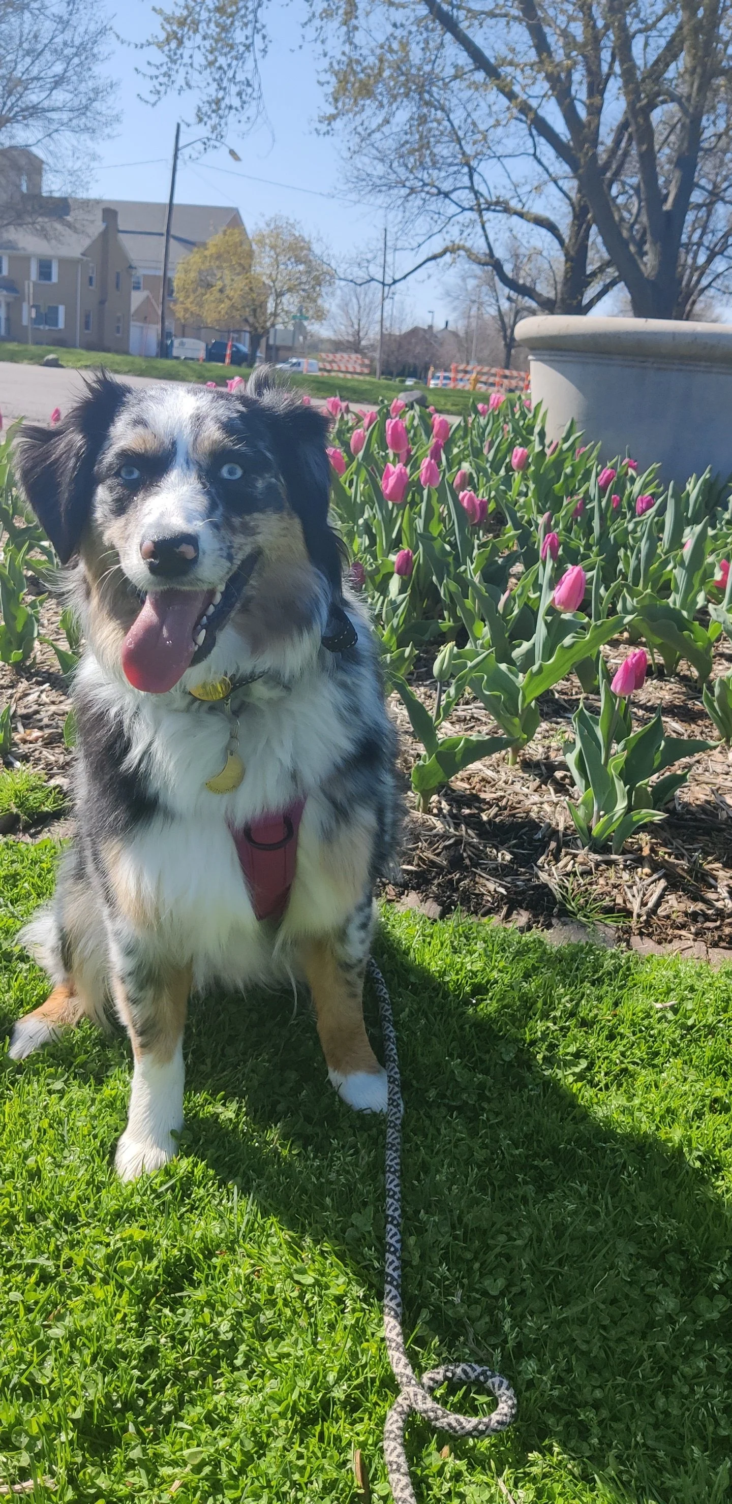 A happy Australian Shepherd dog with blue eyes, sitting on grass near pink tulips, in a park or garden setting on a sunny day.