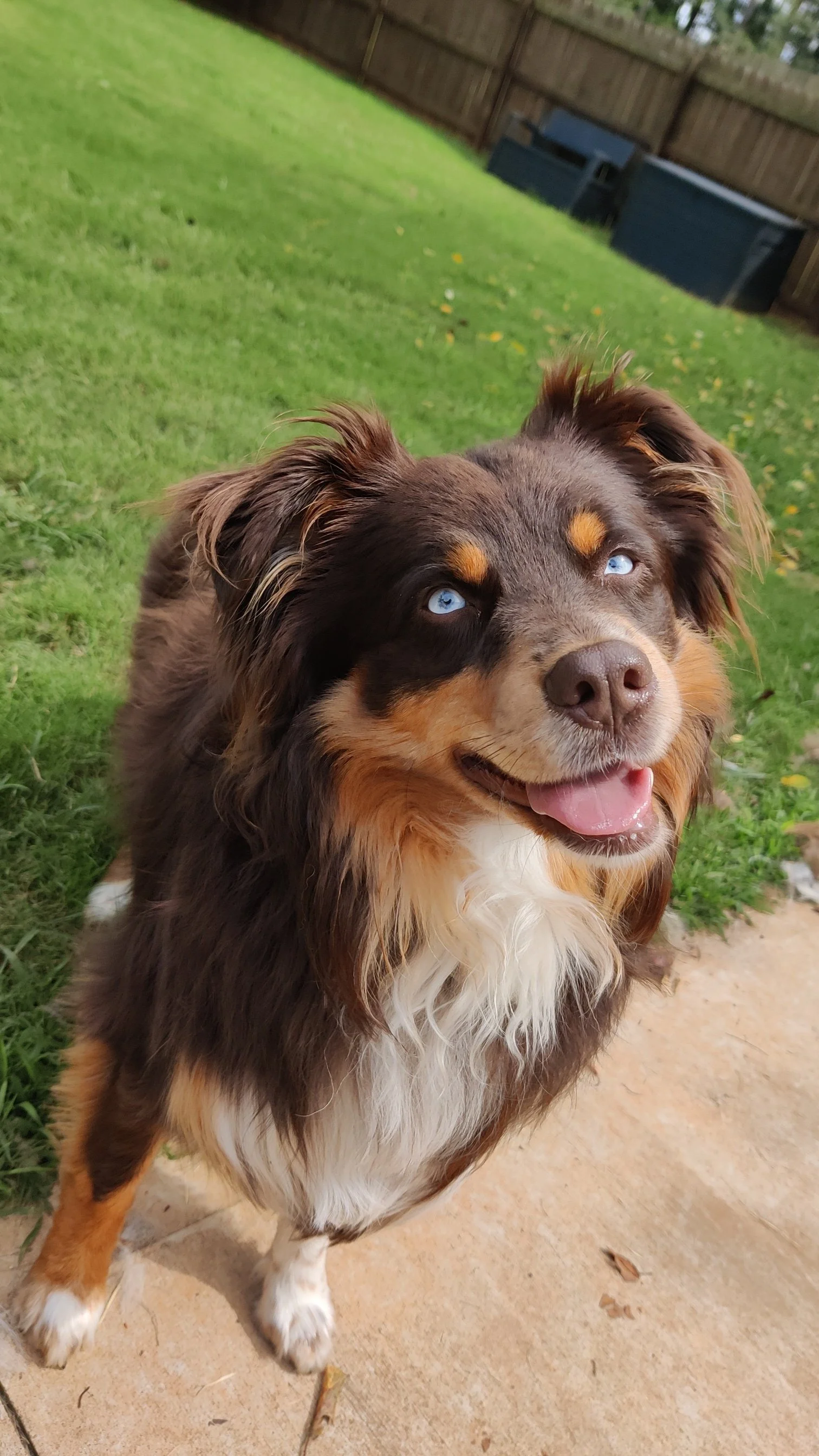 A smiling Australian Shepherd dog with blue eyes, brown, black, tan, and white fur, standing on a concrete patio in a backyard with green grass and a wooden fence.