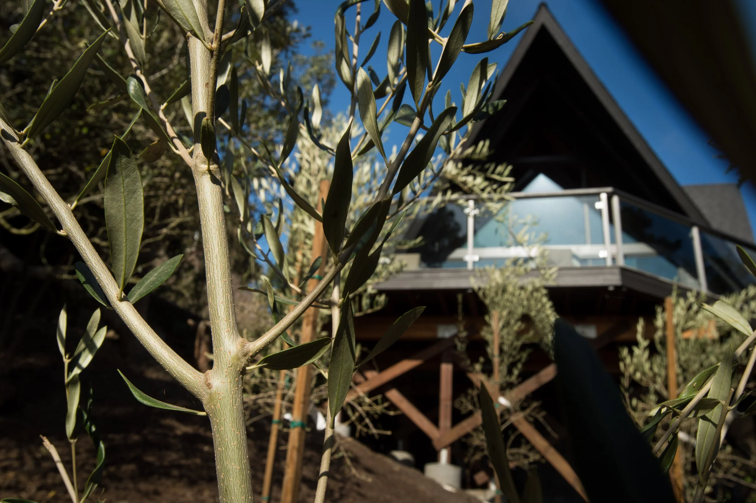 20151016_285SunsetWayMuirBeach_129.jpg