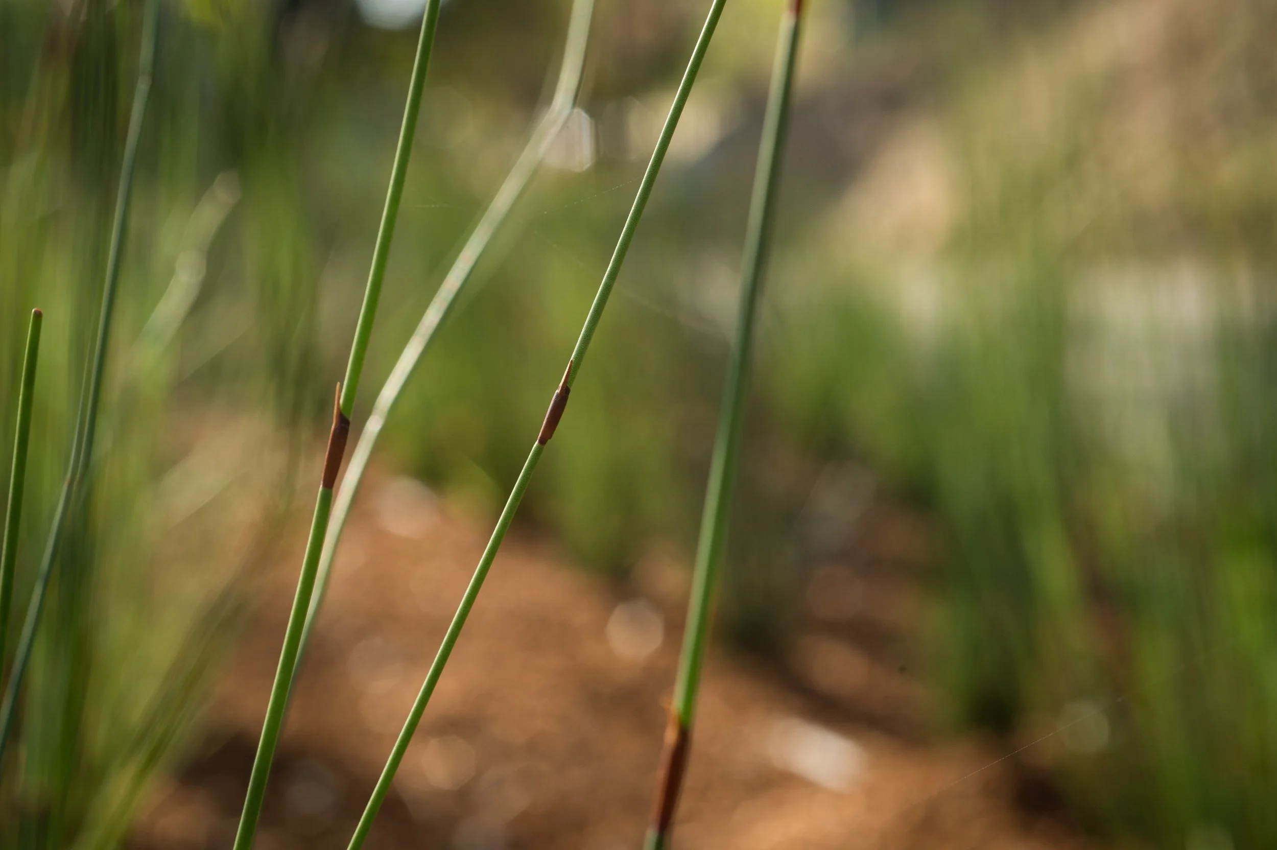 20151016_285SunsetWayMuirBeach_002.jpg