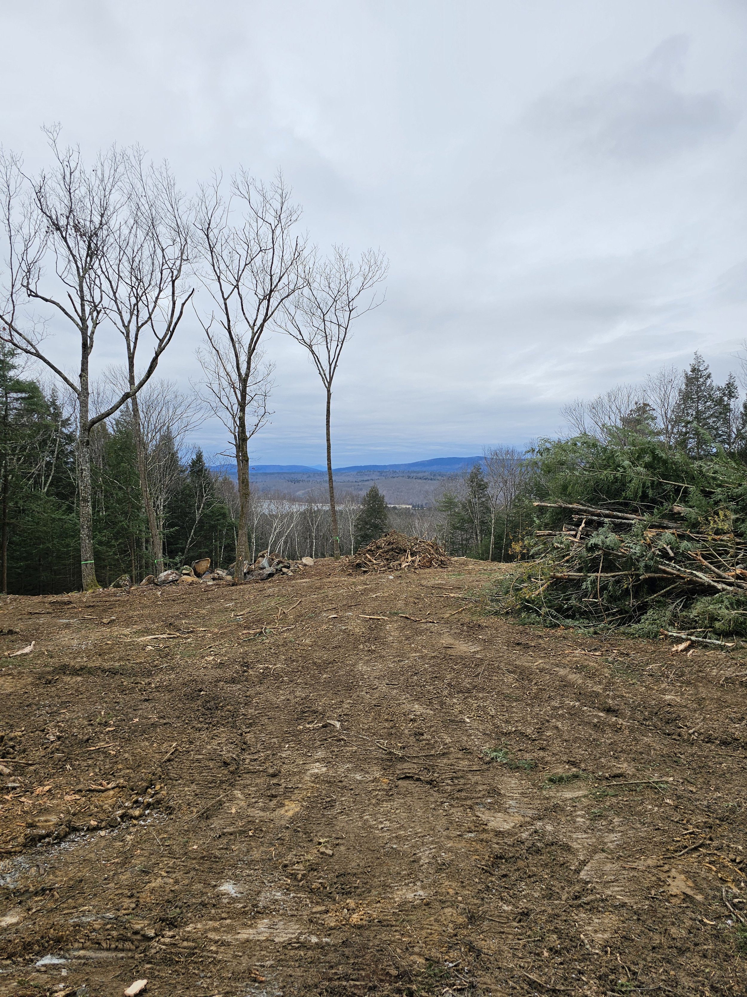 A dirt path in a forested area with tall, leafless trees and a distant mountain range under a cloudy sky.
