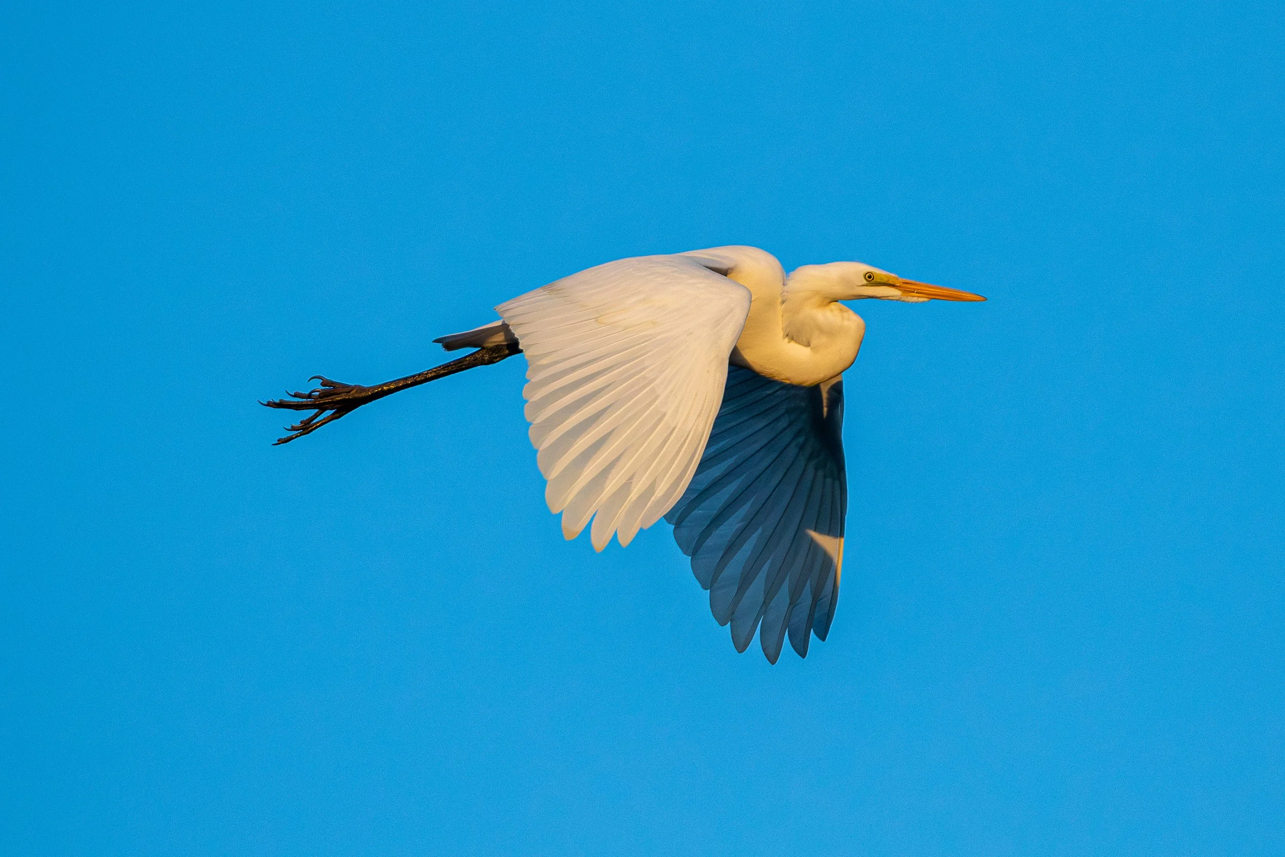 Great Egret on Blue by Michael Day