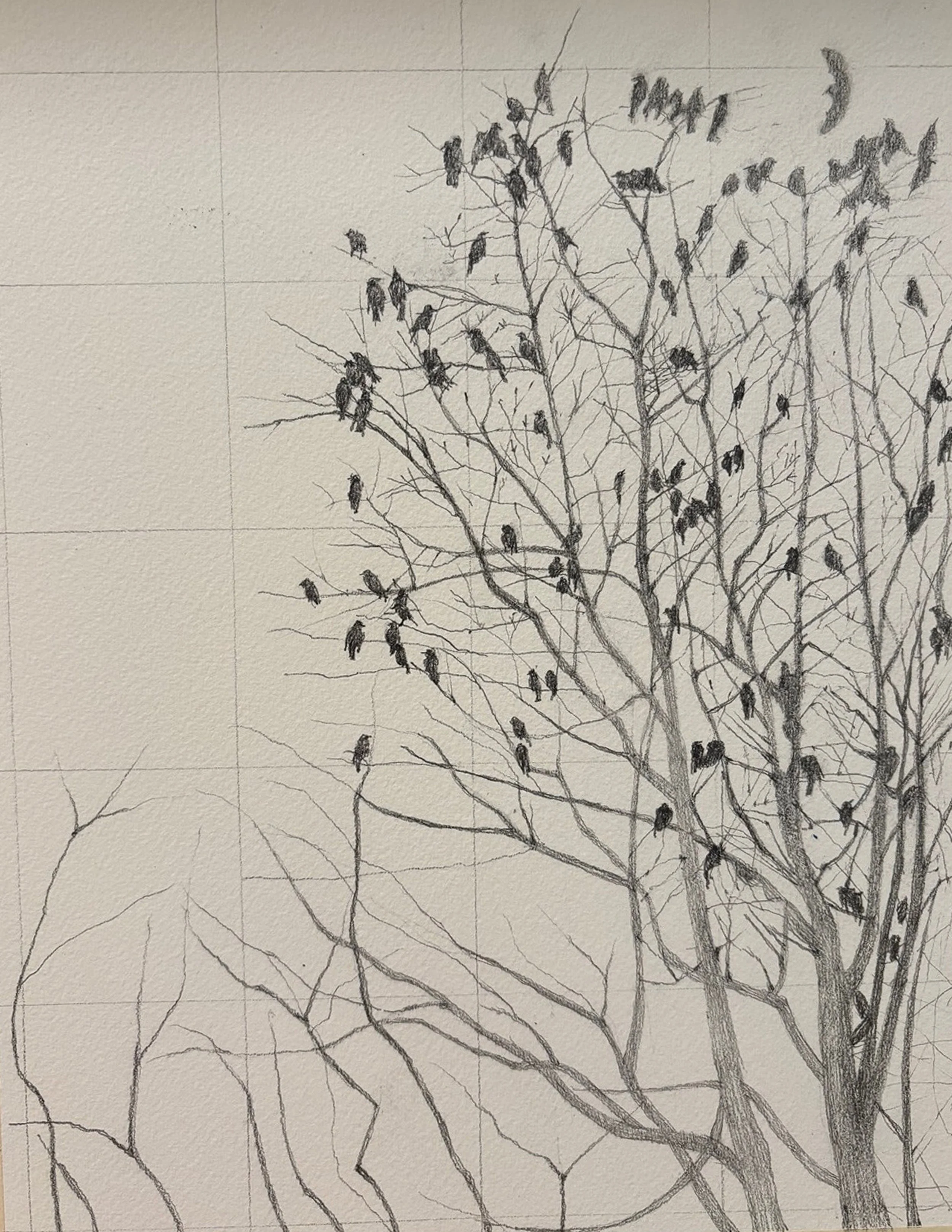 Bird Sketches