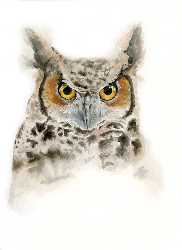 Birds of the Adirondacks