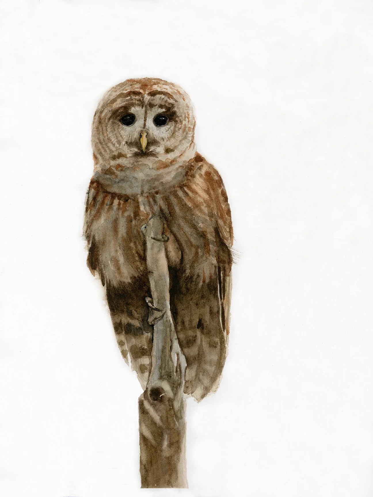 Barred owl resting on dead tree with talons
