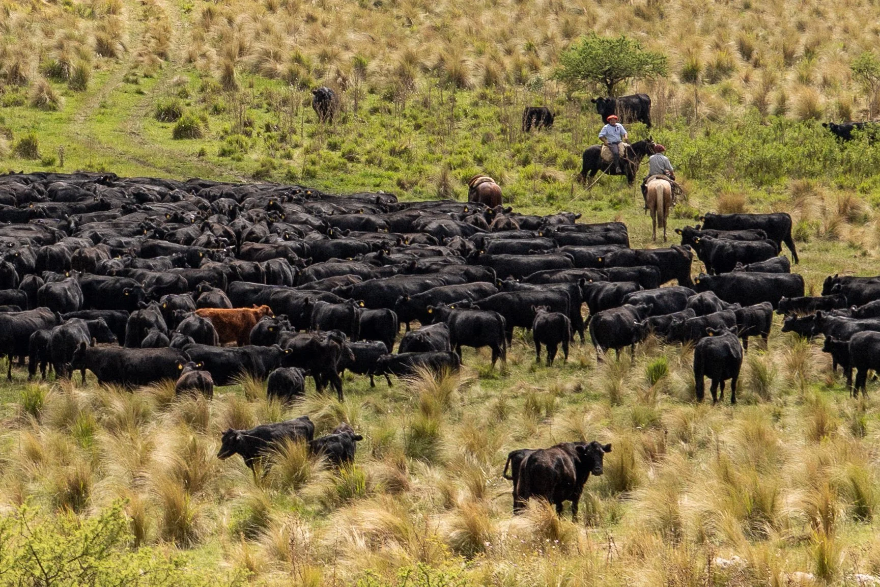 A large herd of black cattle grazing in a grassy field with two cowboys on horseback in the background.