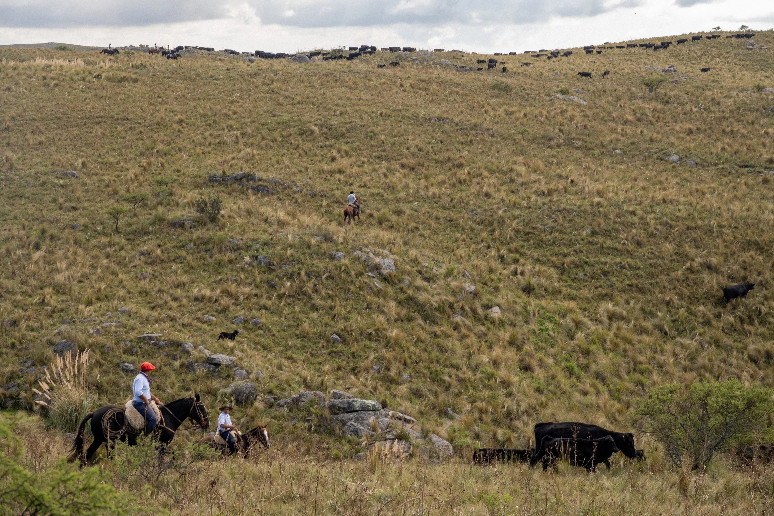 Two horseback riders and a dog herding cattle across a grassy hillside with scattered rocks and bushes under a cloudy sky.