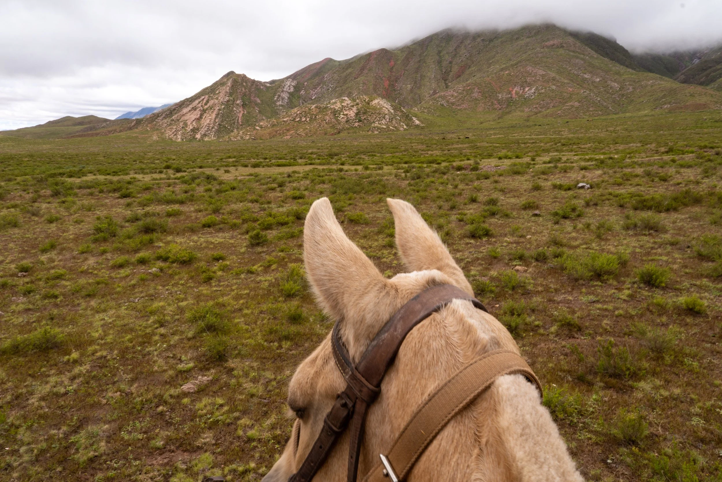 View from horseback riding in a green landscape with mountains and clouds in the background.