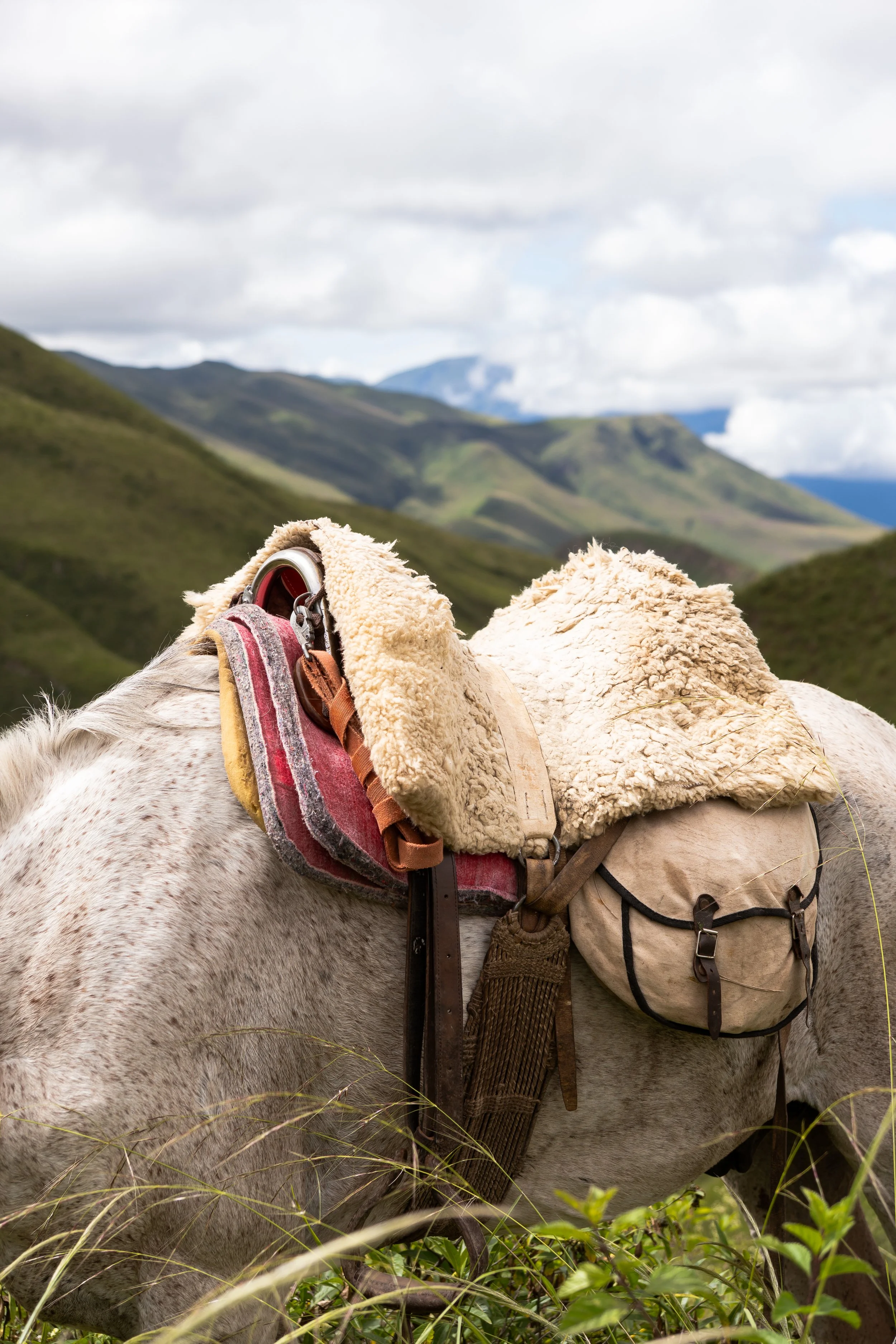 Close-up of a white horse with a saddle and saddle blanket, with a landscape of rolling green hills and mountains under a cloudy sky in the background.