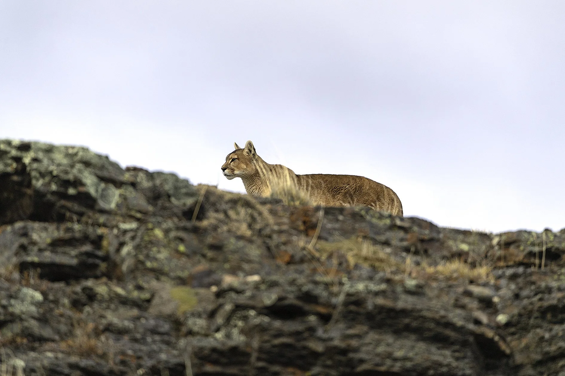 PIA_3623_puma_sarabi.jpg
