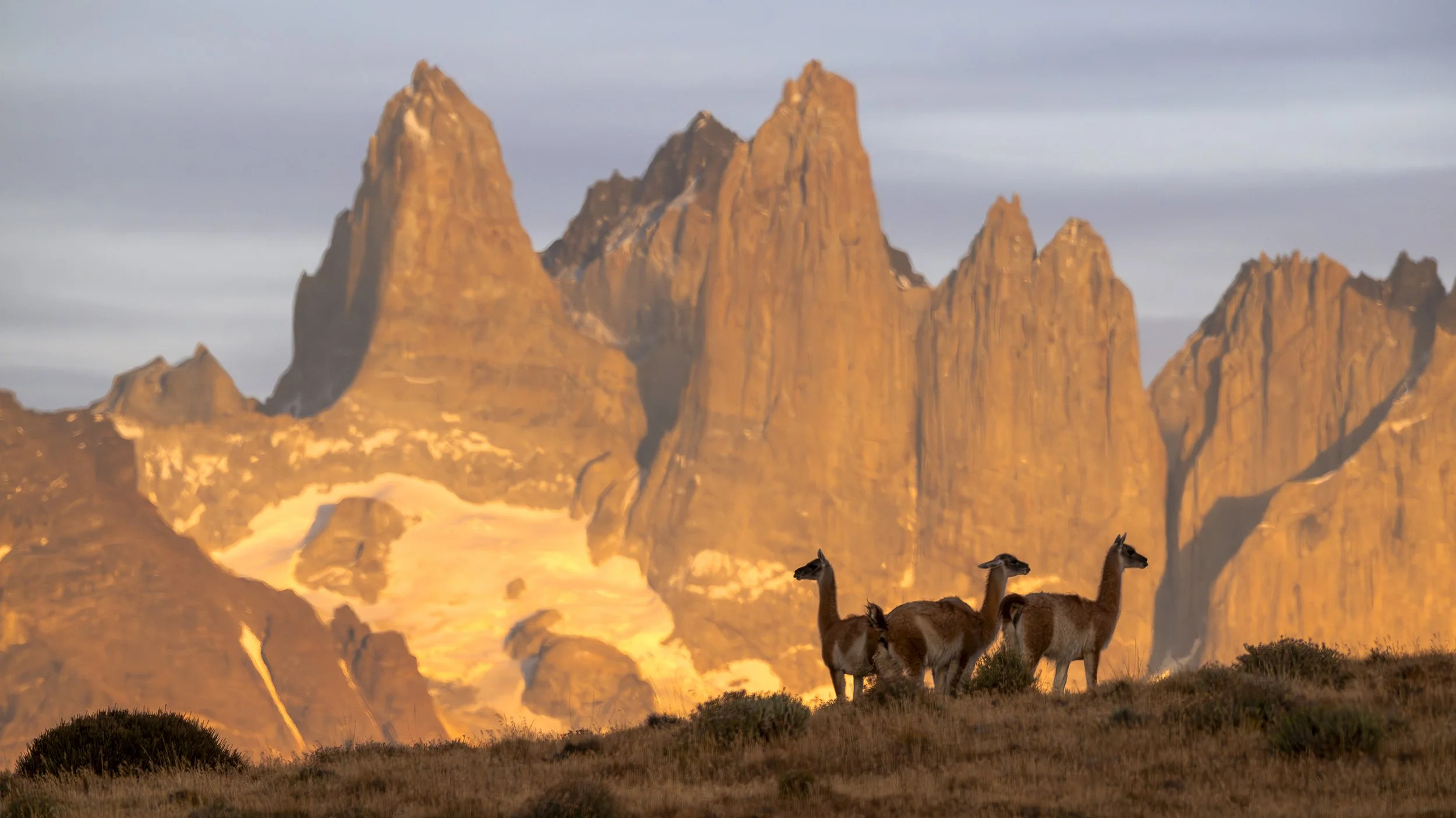 PIA_0797_guanacos_torres_amanecer.jpg