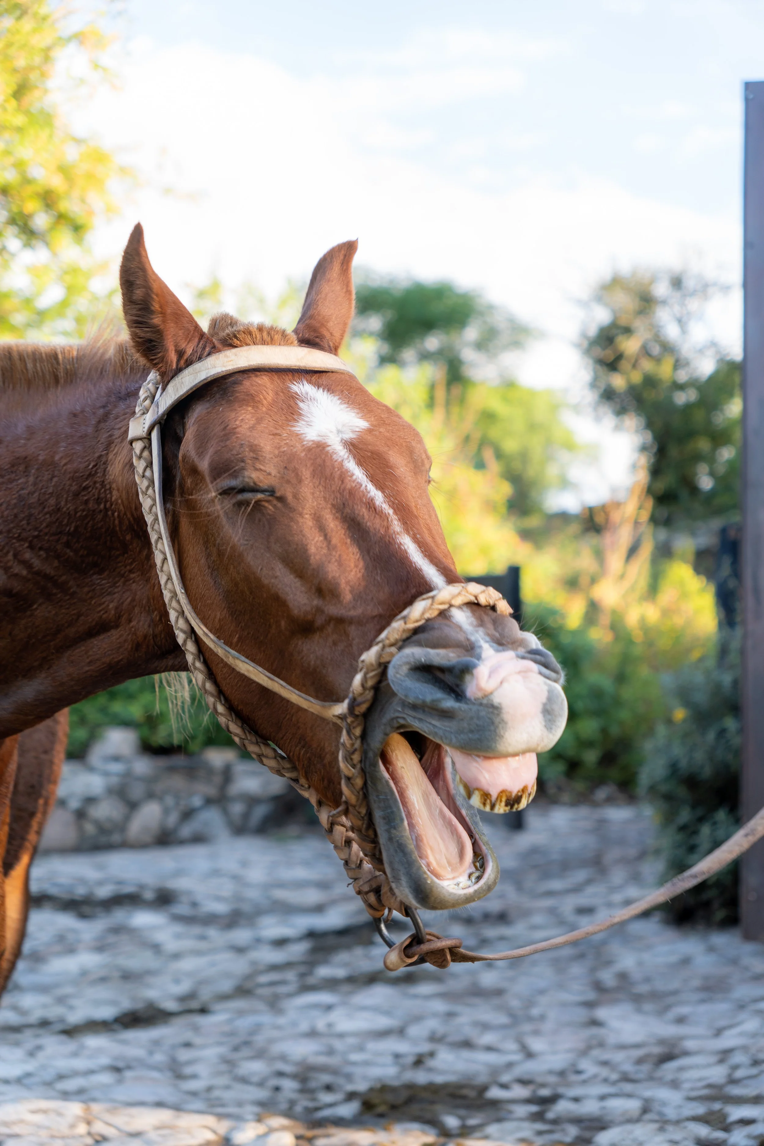 A brown horse with a white blaze on its face, wearing a halter, with its mouth open in a smile, outdoors near water and green trees on a sunny day.