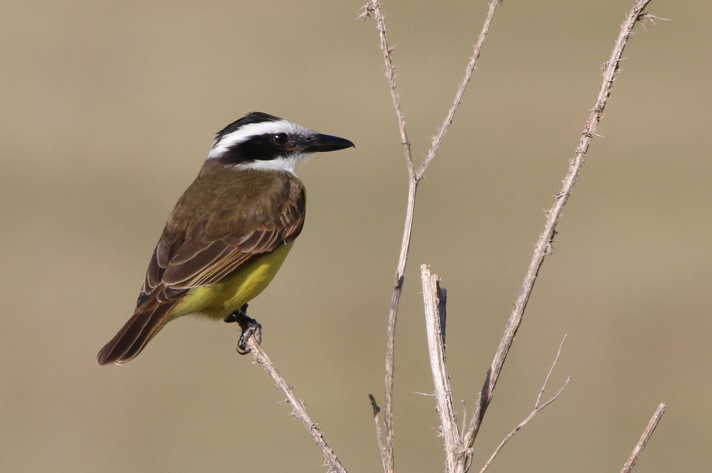 A kiskadee bird 