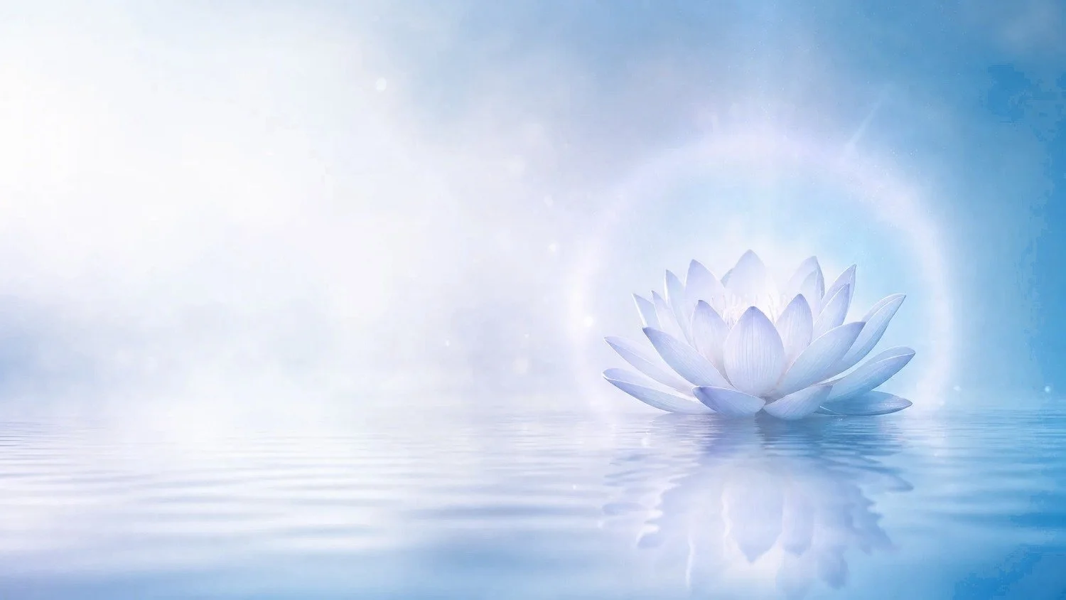 White lotus flower floating on calm blue water