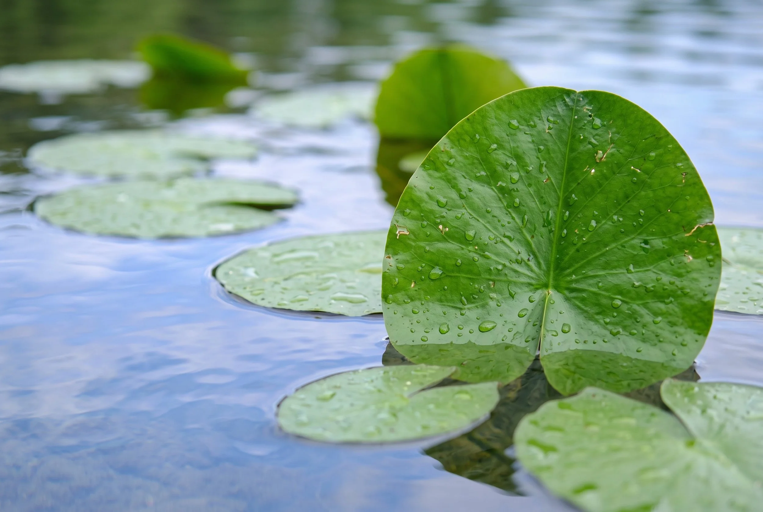 Green lily pads floating on calm blue water