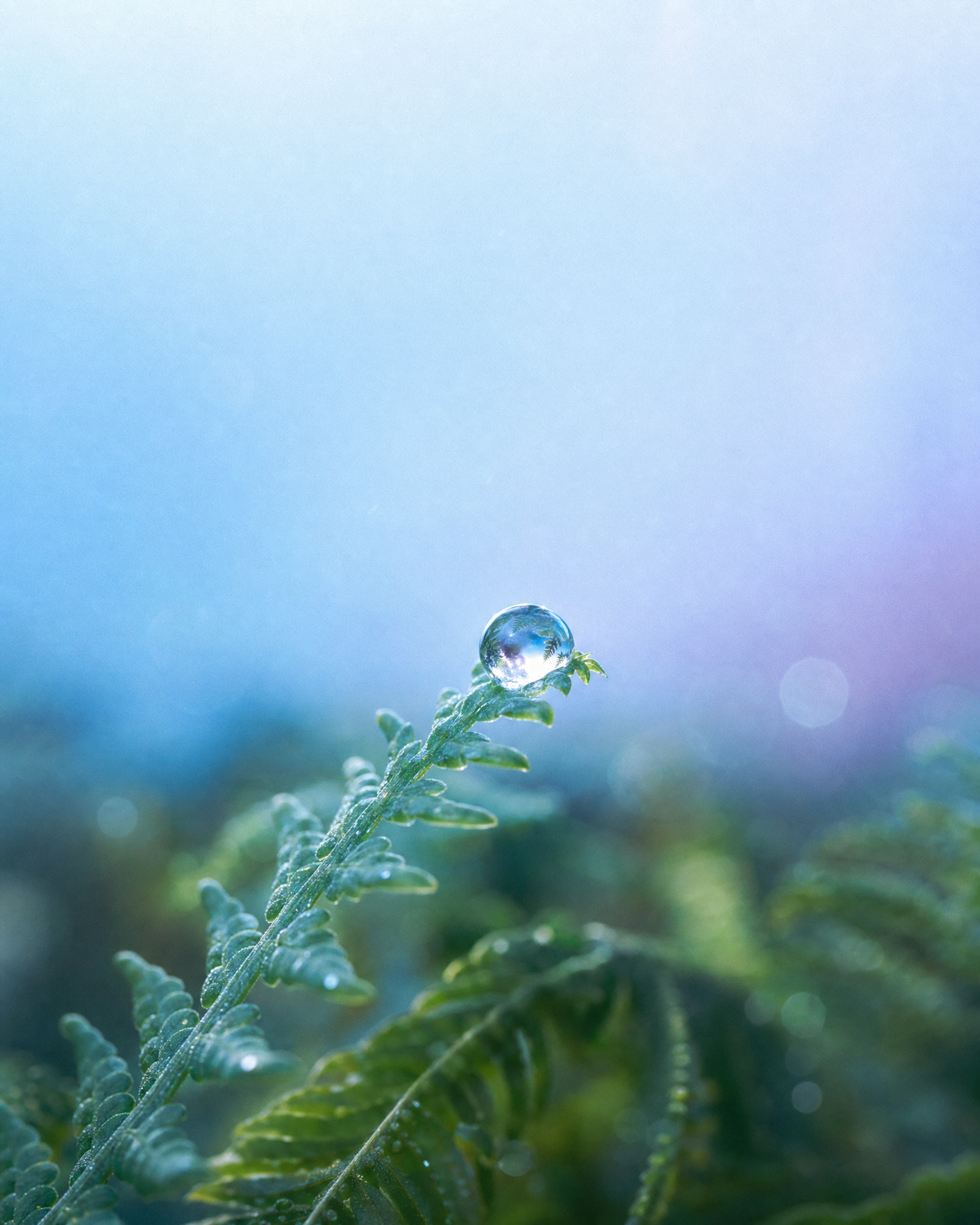 Dewdrop resting on a green fern frond