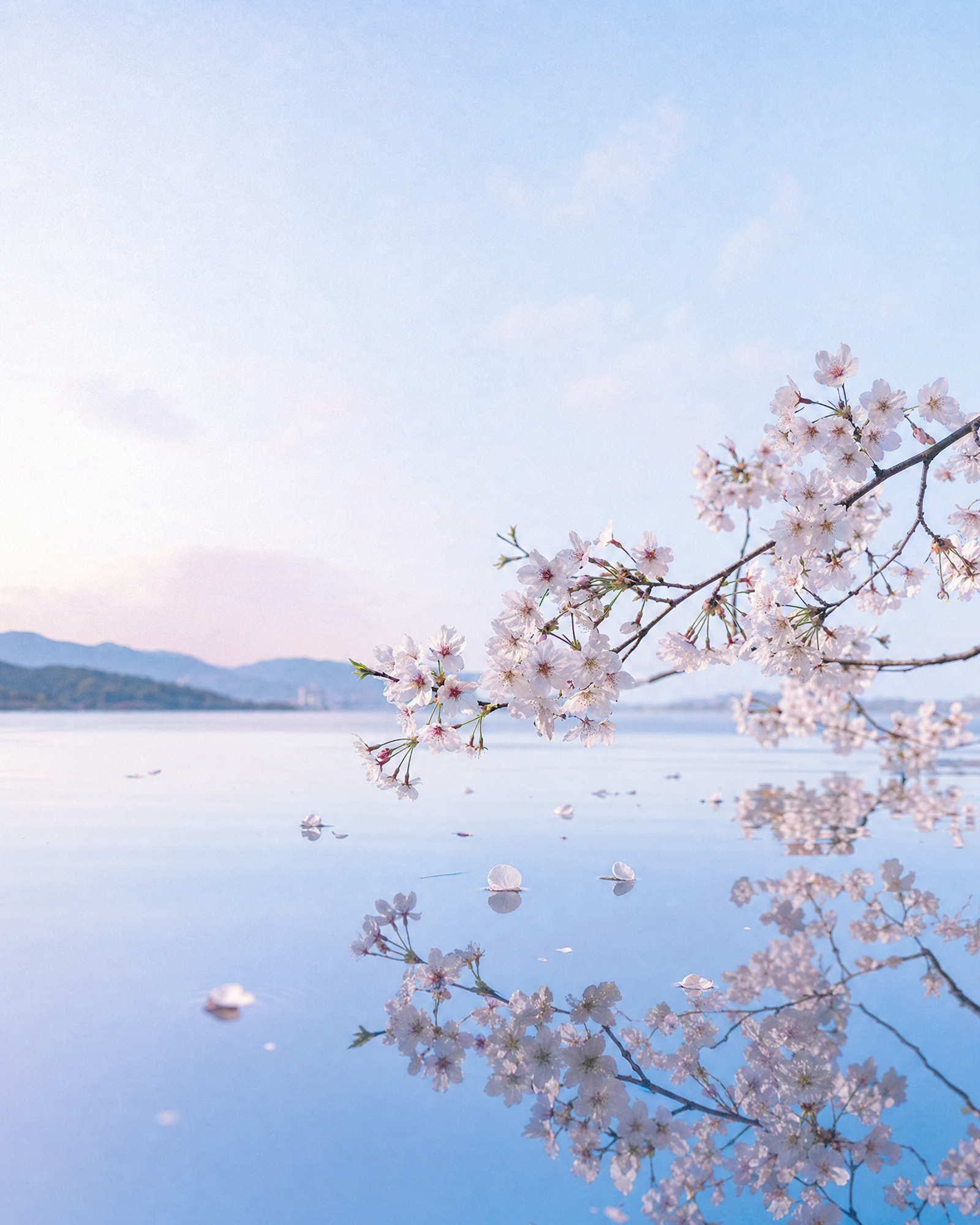 Cherry blossom branches over a calm lake