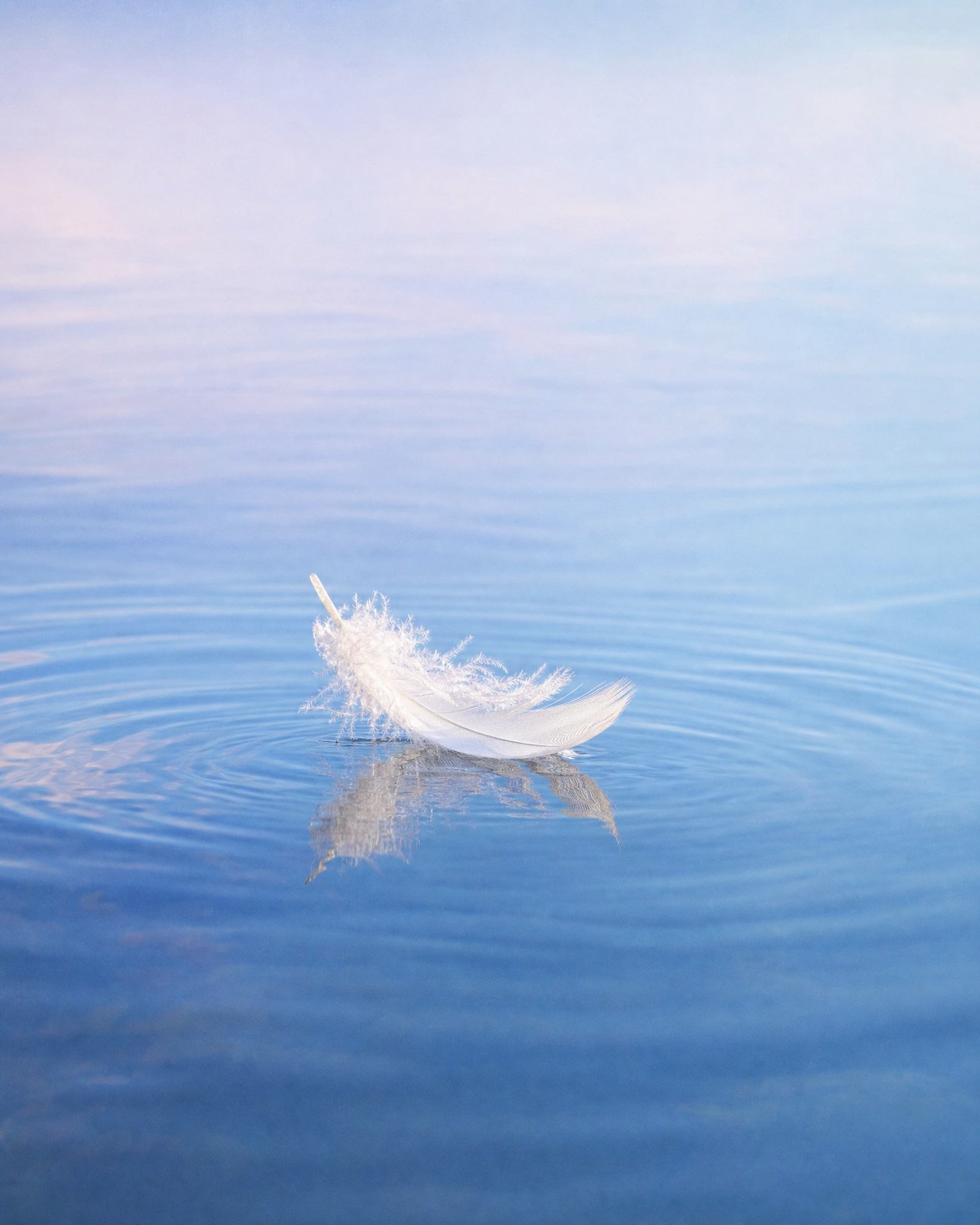 White feather floating on calm blue water