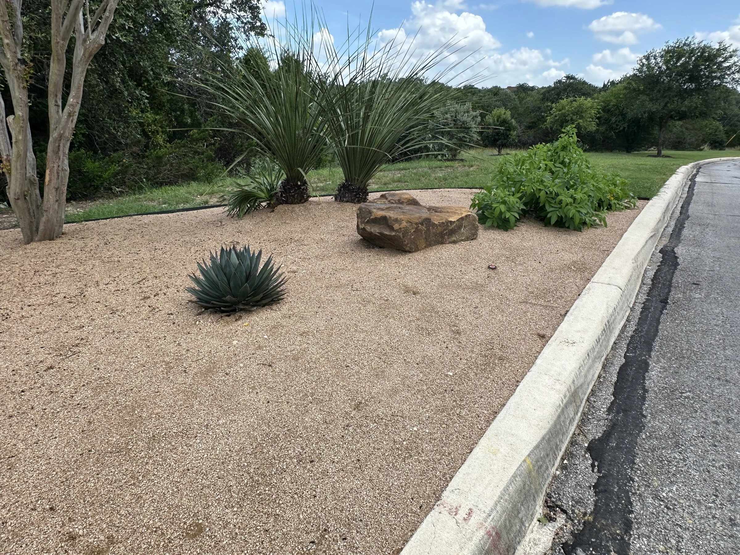Xeriscape entance bed with crape myrtle and Blue Glow Agave at the Heights at Stone Oak in San Antonio