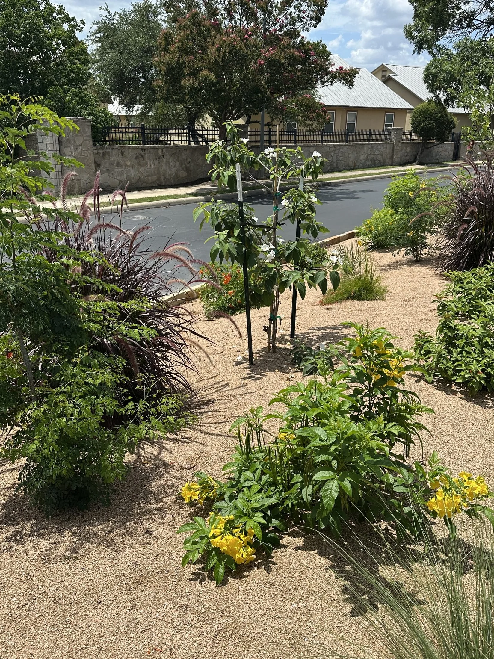 Low-angle view of a native planted bed with grasses and blooming perennials at a Central Texas community