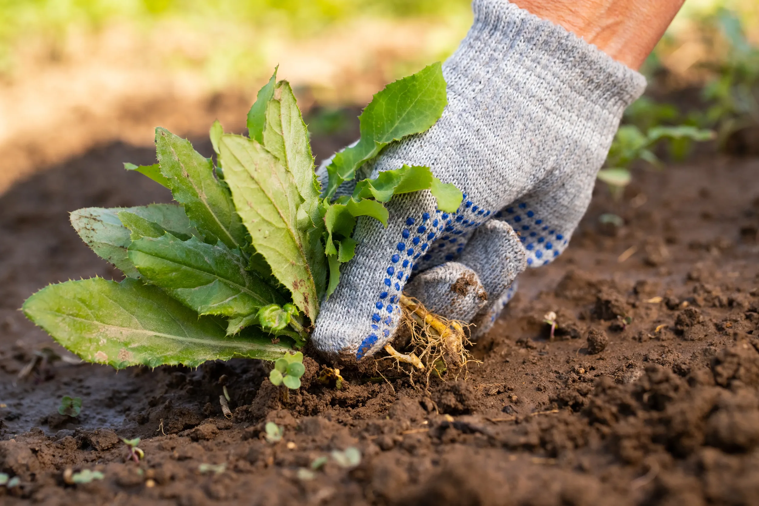 Weed-AdobeStock_227230420.webp