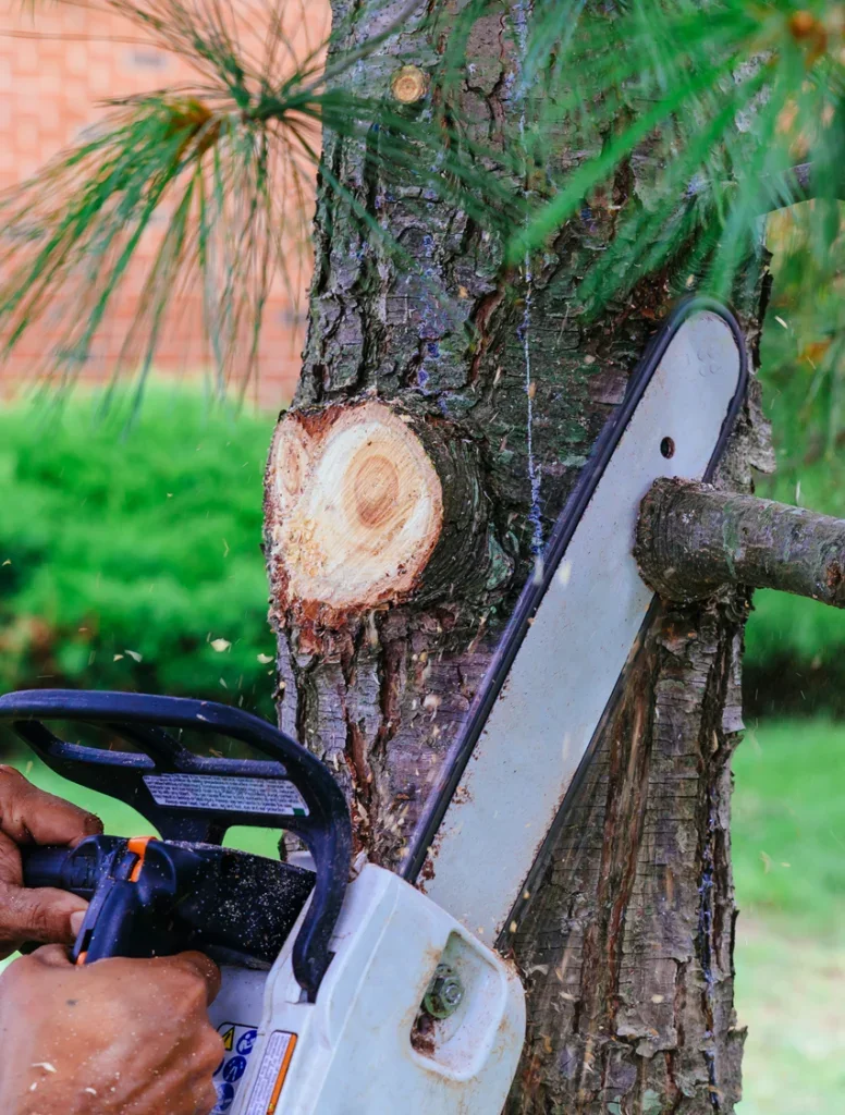 tree-trimming-776x1024.webp