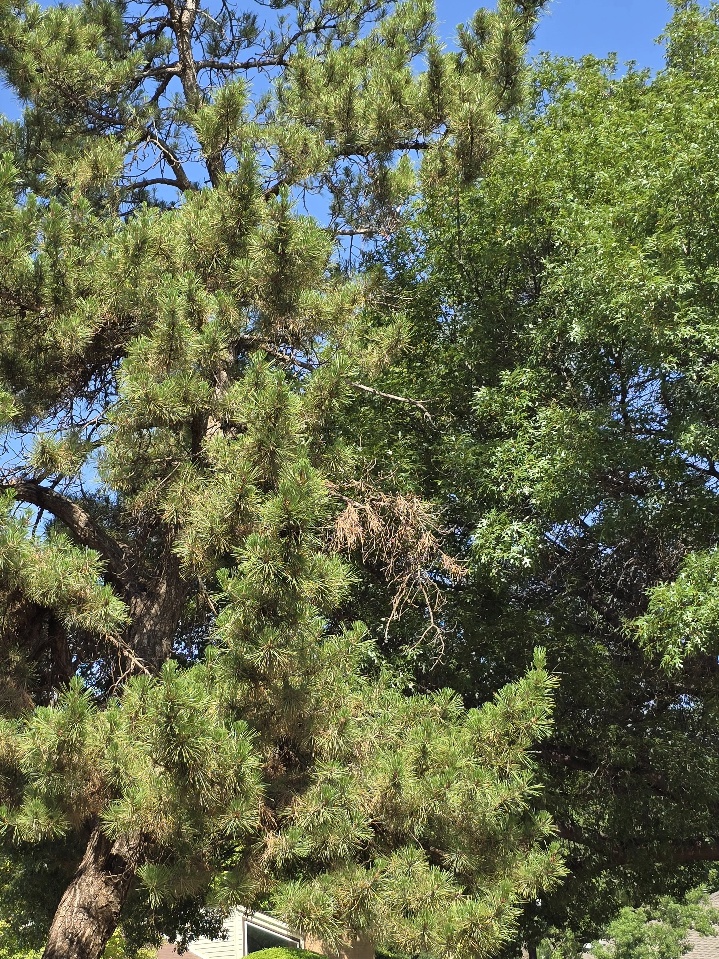 Dead Tree Limb Cleanup