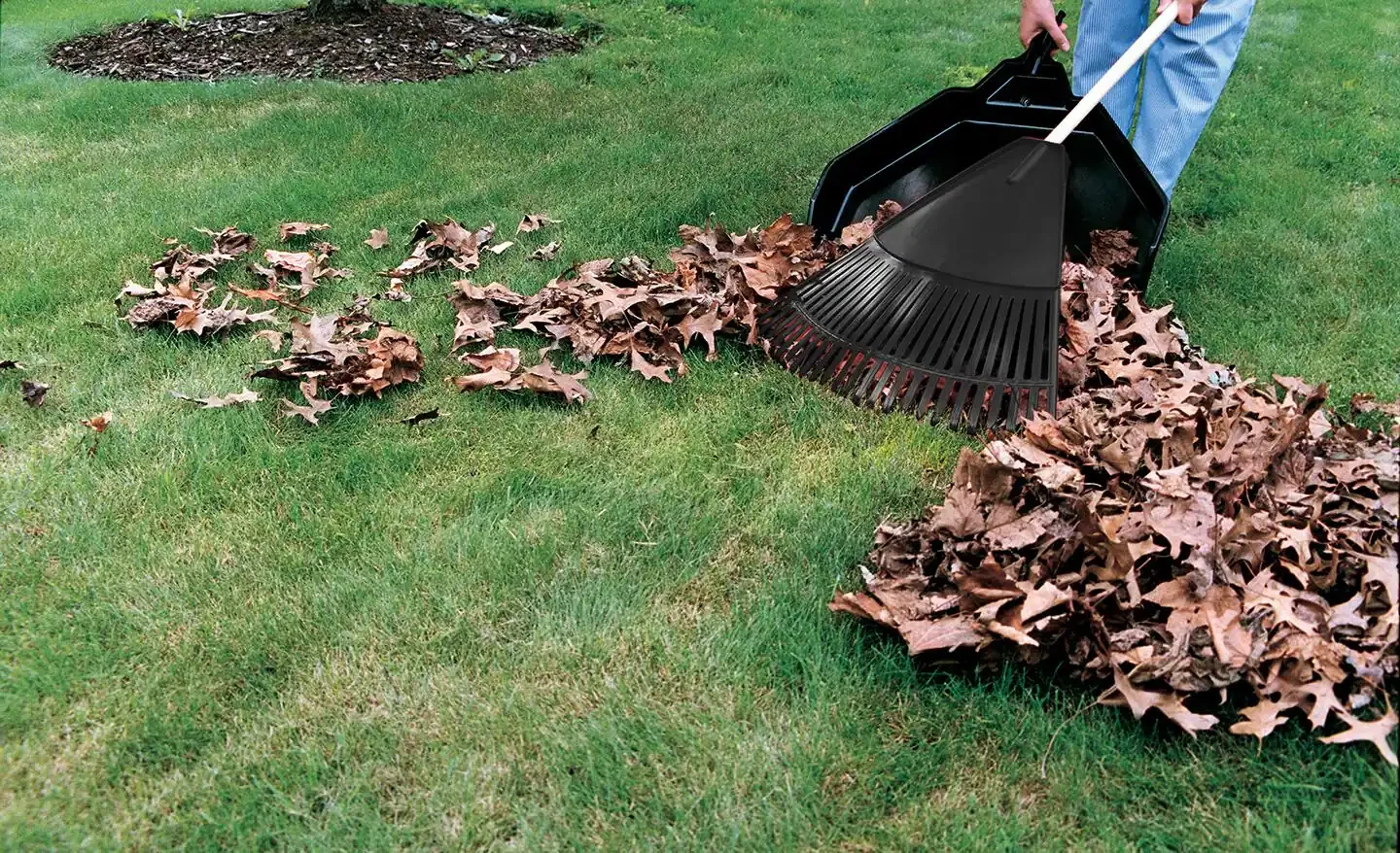 simple-steps-to-clean-up-your-yard-step-1.webp
